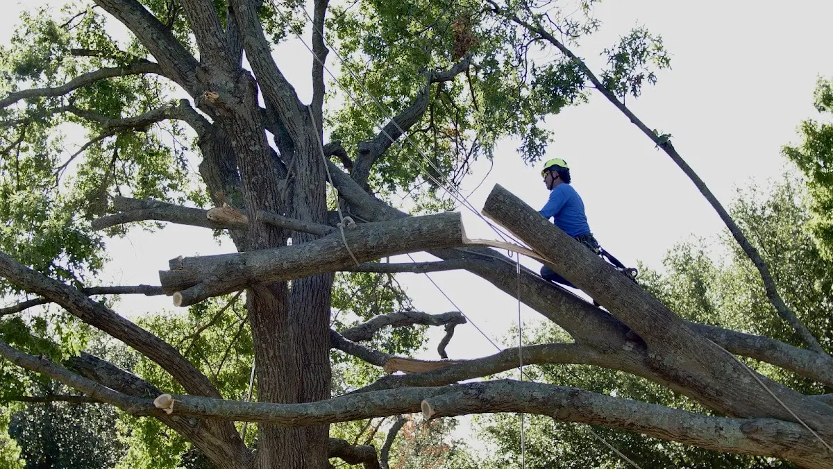 Professional Hazardous Tree Removal performed by certified arborists in Oakville